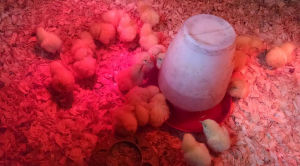 Chicks in a brooder with a red light and a heat lamp