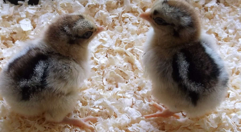The complete guide to caring for new baby chicks
