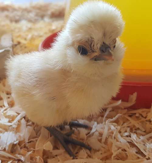 The ultimate guide to feeding baby chicks. Cluckin