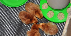 Some day old rhode Island red chicks eating chick starter crumb