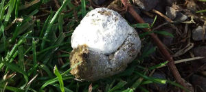 Chicken pee is white crystals on the outside of their poos