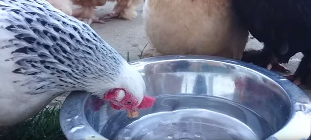 A hen drinking fresh and clean water from a stainless steel bowl