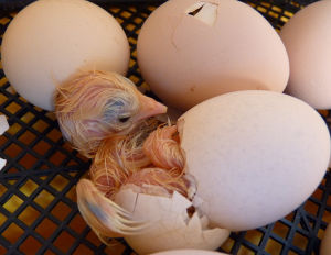 The results of a test hatch from my new Hampshire red bantams.