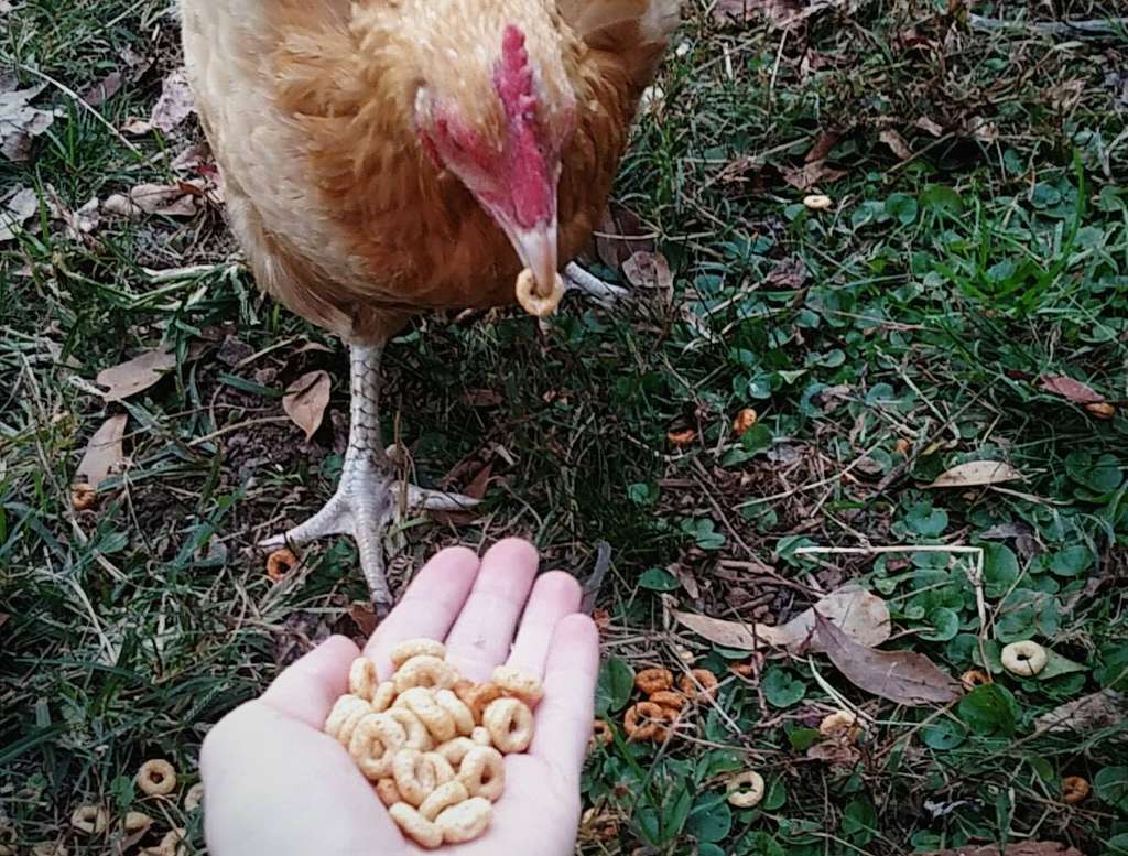 A chicken eating cheerios from a keepers hand