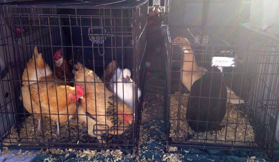 A flock of chickens in crates being transported in a car