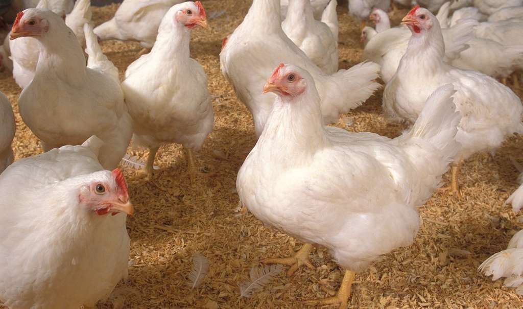 Modern hybrids chickens are carbon copies of eacjh other and benefit from hybrid vigour