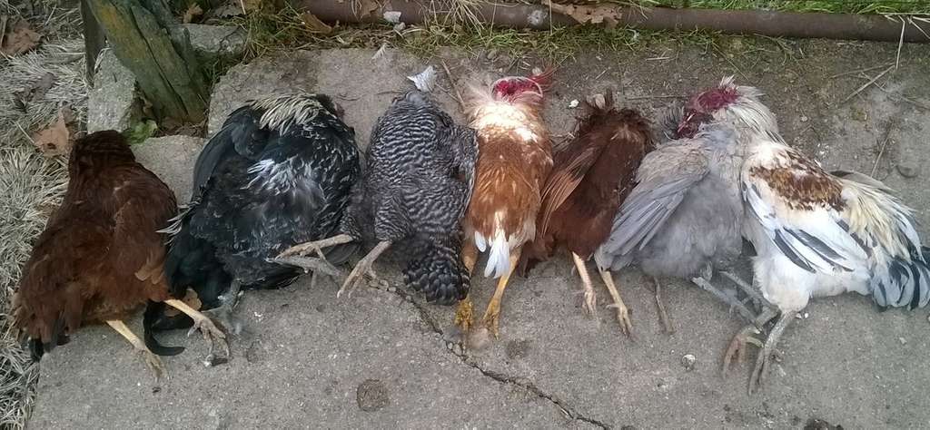 A whole flock of chickens that were killed by a weasel