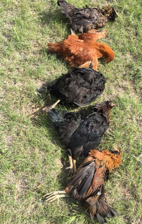 chicken with no feathers on its neck in mexico