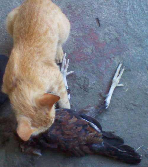 What is killing my chickens. Guide to predators with identity table and