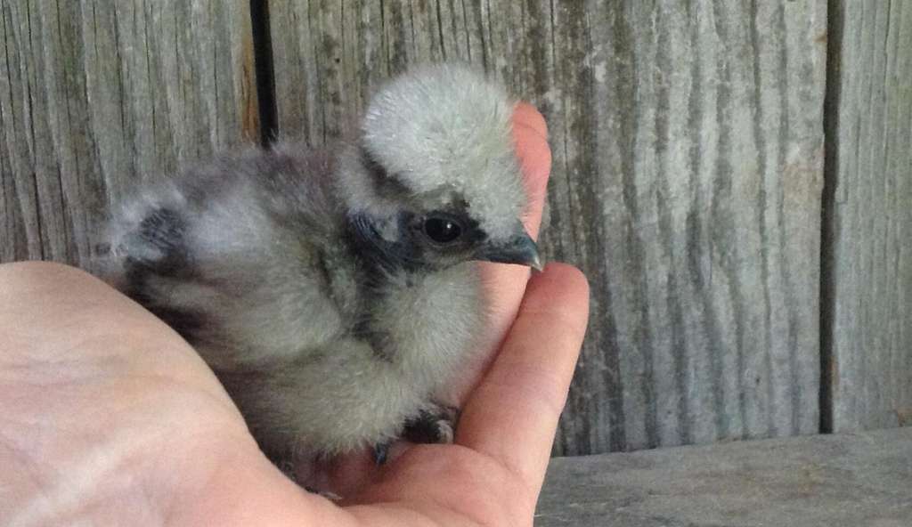 A day old Silkie chick being carefully handled by a keeper.