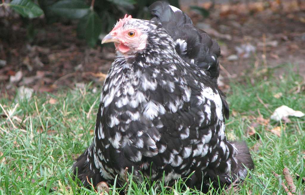 How to feed Pekin bantams and keep them healthy.