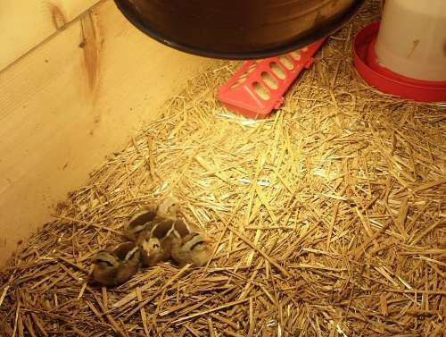 What is a brooder? - Cluckin