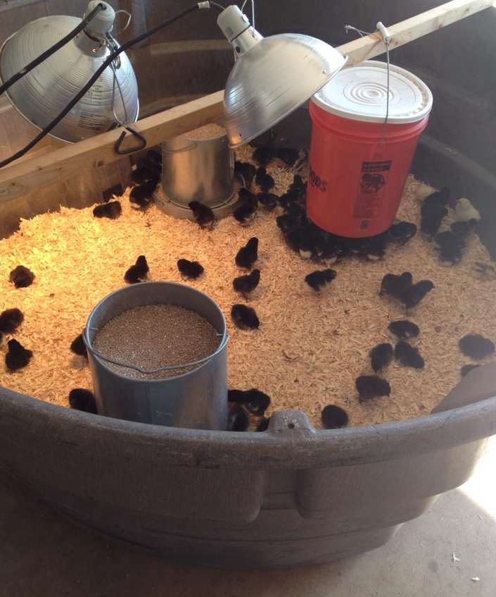 What is a brooder? Cluckin