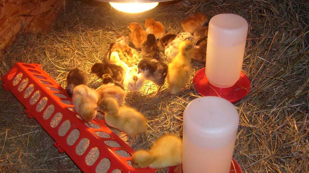 What makes a brooder and how to set one up properly to keep your chicks safe.