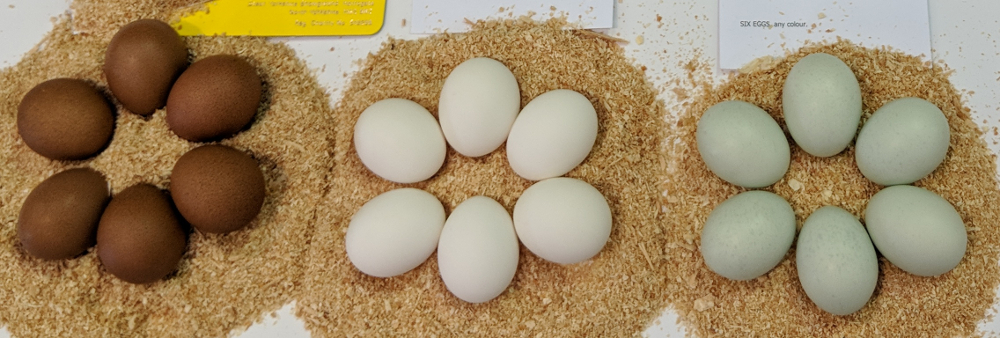 24 Fertile Silvers Hatching eggs Meat & Egg Birds 