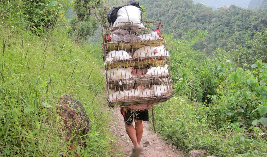 Getting your chickens looked after while you are taking a vacation