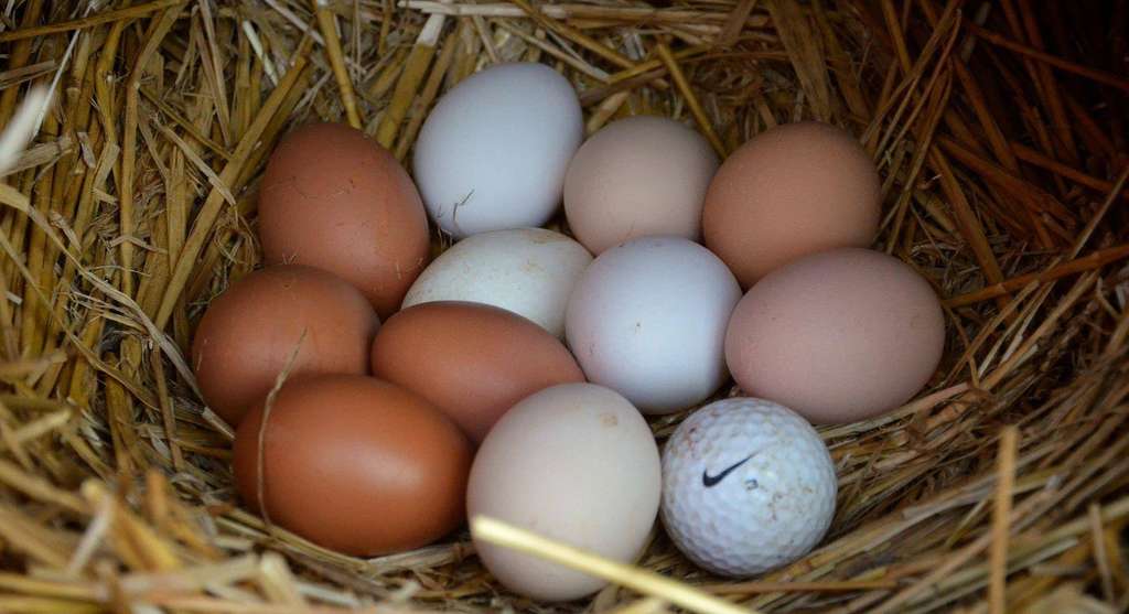 Every loves a nest full of fresh eggs like these. 