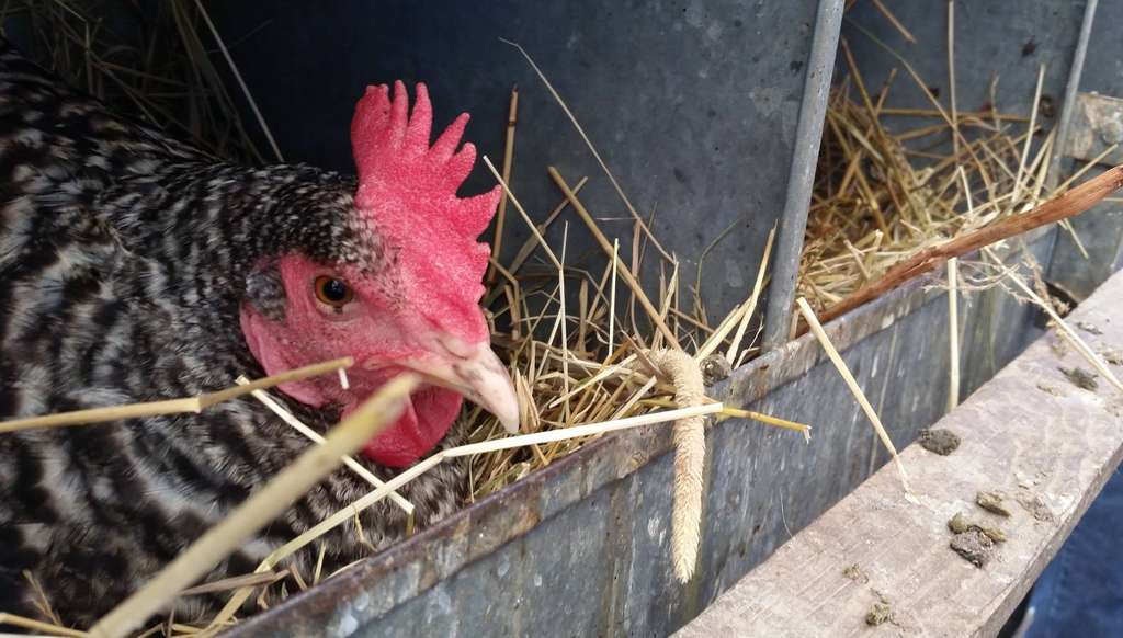 A chickens in a nest box.