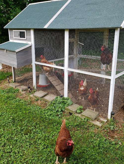 What direction should a chicken coop face? Cluckin