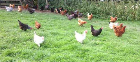 Managing And Controlling Free Range Chickens - Cluckin