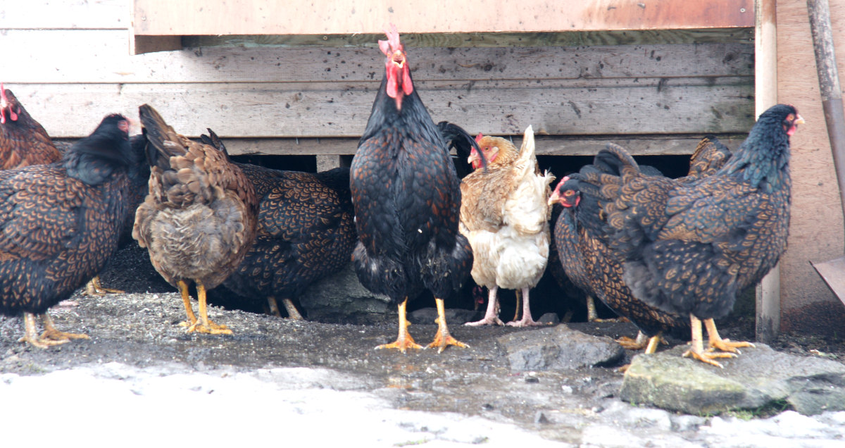 A flock of my chickens stood around in a muddy field