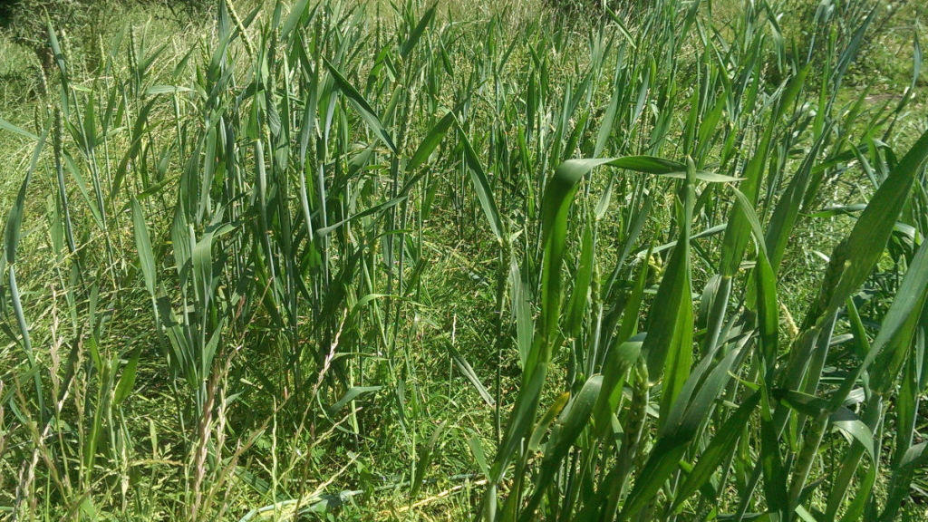 Dealing with muddy chicken runs. With 16 solutions. Cluckin
