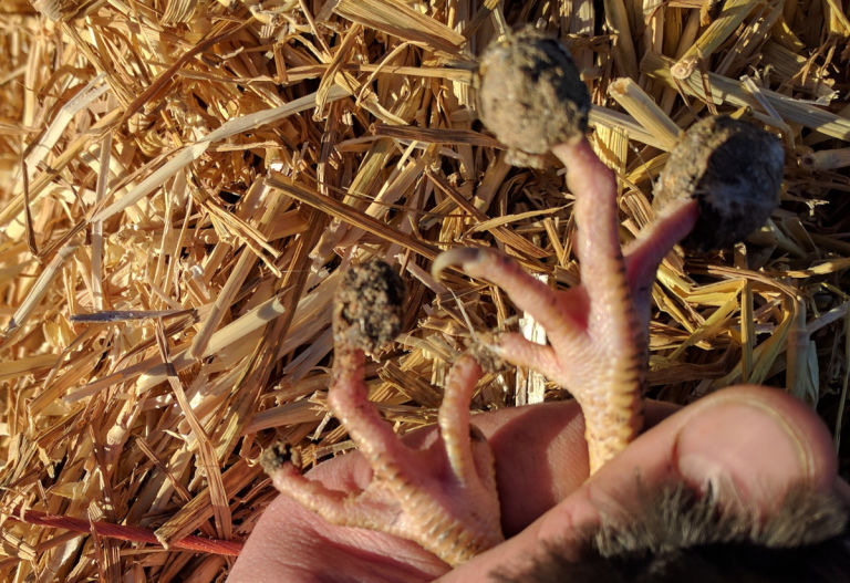 Dealing with muddy chicken runs. With 16 solutions. Cluckin