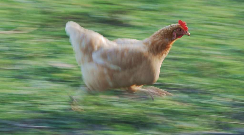 A chicken running across the field.