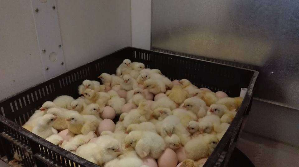 A whole crate of just hatched straight run day old chicks