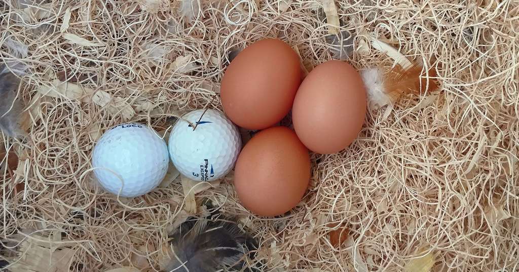 A selection of fake eggs in a nest with some chicken eggs