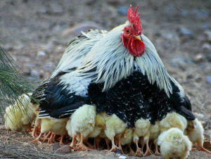 A rooster broding a clutch of chicks and keeping them warm.