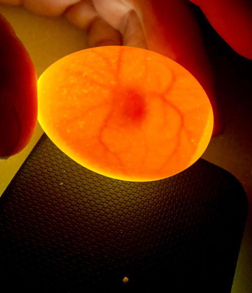 When to candle fertile eggs during incubation Cluckin