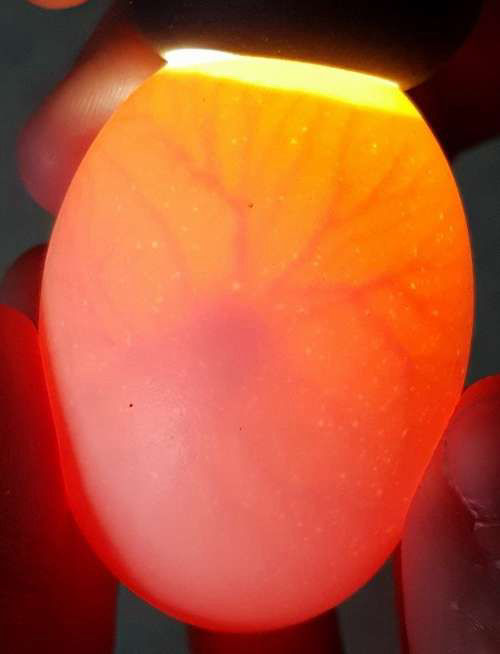 When to candle fertile eggs during incubation Cluckin