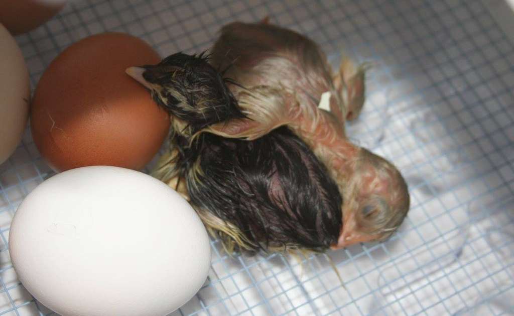 Two just hatched chicks still wet in the incubator