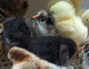 What do baby chicks look like during and after hatching. - Cluckin