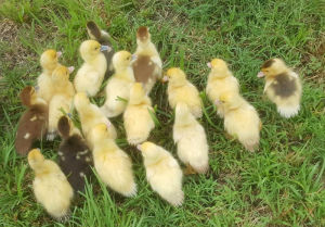A large clutch of ducklings