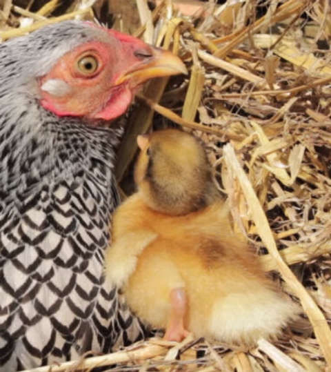 Can you raise ducklings with a broody mother hen. - Cluckin