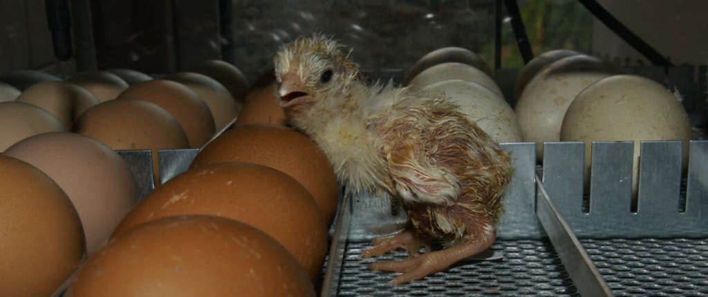 A chicks just hatched in an incubator.