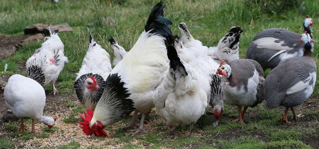 My flock of Light Sussex chickens with my pied guinea fowl