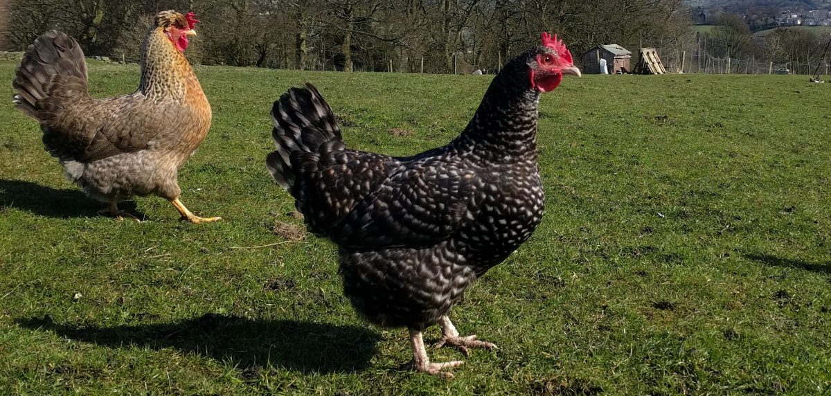 Two common types of Hybrid chicken 
