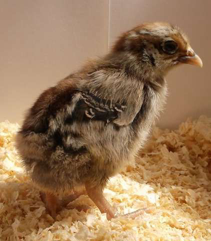 What do baby chickens look like with 50+ breed examples - Cluckin