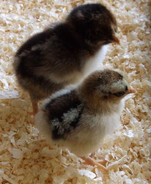 What do baby chickens look like with 50+ breed examples Cluckin