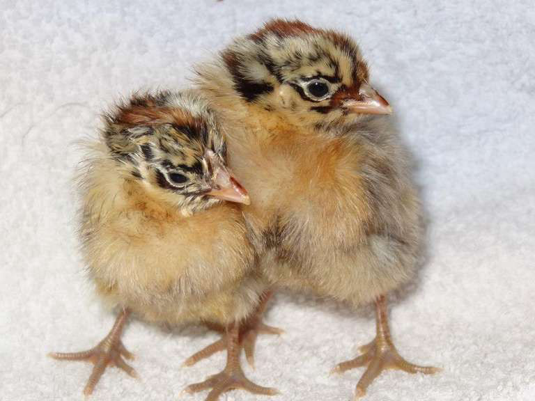 What do baby chickens look like with 50+ breed examples Cluckin