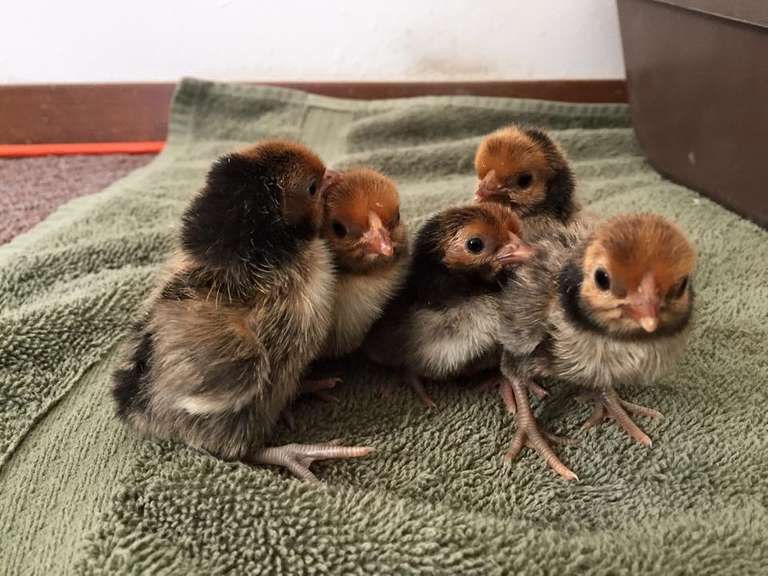 What do baby chickens look like with 50+ breed examples Cluckin