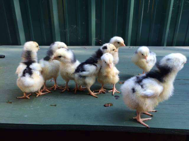 What Do Baby Chickens Look Like With 50+ Breed Examples - Cluckin