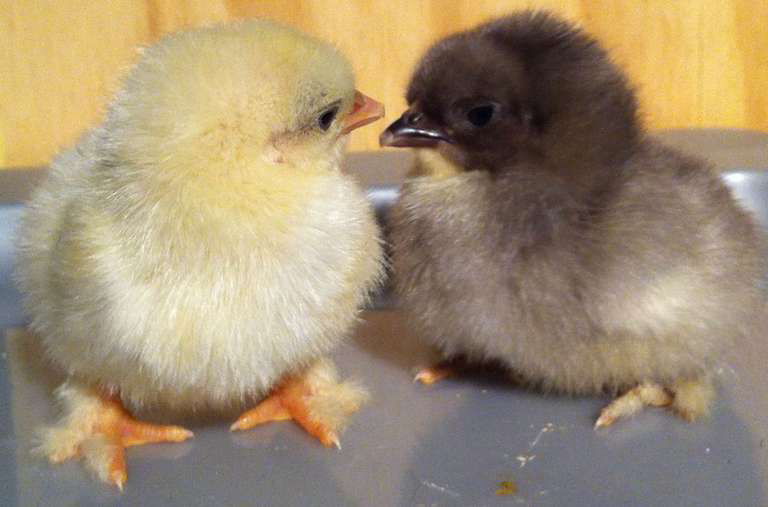 What do baby chickens look like with 50+ breed examples Cluckin