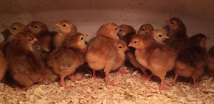 What Do Baby Chickens Look Like With 50+ Breed Examples - Cluckin