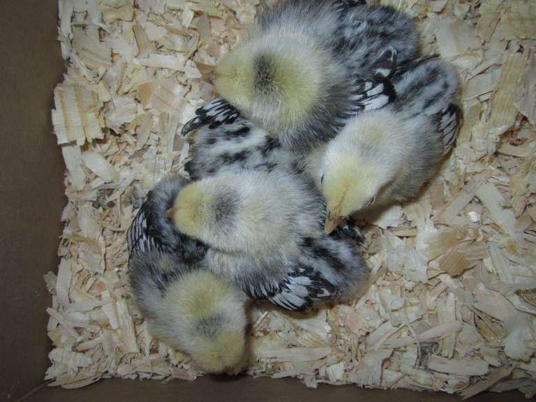 What do baby chickens look like with 50+ breed examples - Cluckin