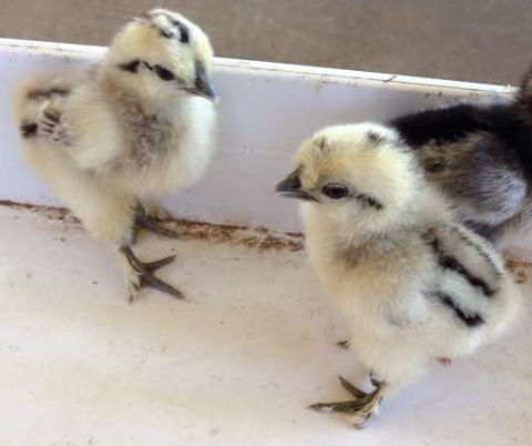 What do baby chickens look like with 50+ breed examples - Cluckin