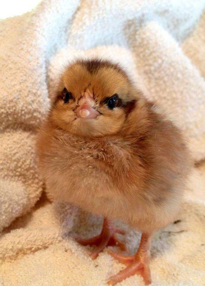 What do baby chickens look like with 50+ breed examples Cluckin